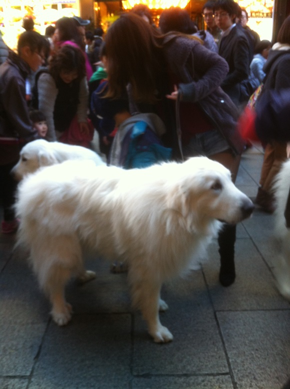 お店の前に巨大な犬が りっきーの食べ歩きブログ